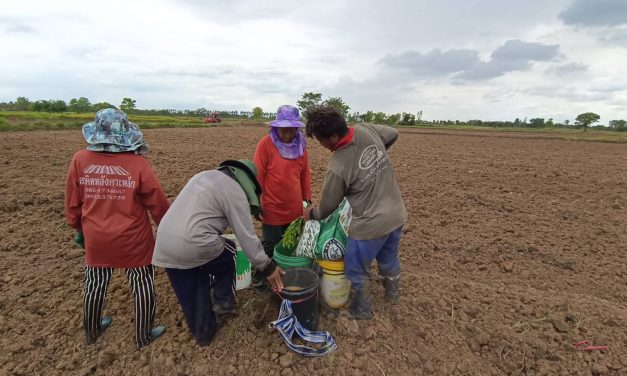 ชัยภูมิ ชาวบ้านรวมกลุ่ม4-5คนออกรับจ้างหว่านข้าวทำเงินวันล่ะ600-1,000บาทต่อคนต่อวัน