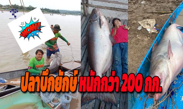 พะเยา  ตลึง!!เปิดอ่างเก็บน้ำร่องสัก ต.บ้านปิน หา ปลาบึกยักษ์หนักกว่า 200 กก.ใหญ่กว่าคน