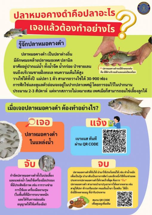 ปลาหมอคางดำ  ปลาเอเลี่ยน  ปลามหาภัย  หากเจอแล้วต้องทำอย่างไร  มีคำตอบ!!! 
