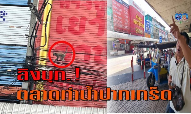 นนทบุรี  ลิงบุก. ตลาดท่าน้ำปากเกร็ด วอนหน่วยงานลงพื้นที่ตรวจสอบเกรงประชาชนจะโดนลิงกัด