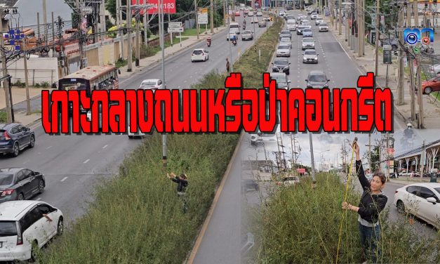 นนทบุรี​​ เกาะกลางถนนหรือป่า​คอนกรีต ต้นหญ้าขึ้นเกาะกลางถนนสูงเกือบ 2 เมตร