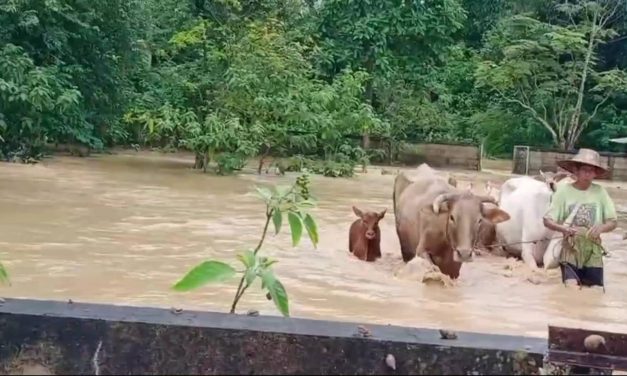 พะเยา พายุซูลิกก่อก้อนเมฆระเบิดฝนกระหน่ำเมืองพะเยา ชาวบ้าน วัวควายหนี  น้ำท่วมตาย ผู้ว่าฯประชุมด่วน