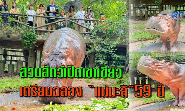 ชลบุรี สวนสัตว์เปิดเขาเขียว เตรียมฉลองครบรอบวันเกิด 59 ปี “แม่มะลิ” ฮิปโป ขวัญใจคนไทยอายุยืนที่สุด