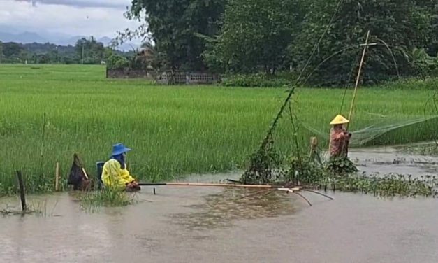 พะเยา น้ำลดชาวบ้านพลิกวิกฤตเป็นโอกาส แห่ยกยอหาปลา