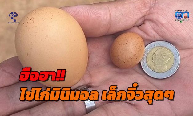 พะเยา ฮือฮา!!ไข่ไก่มินิมอล เล็กจิ๋วสุดๆเจ้าของเชื่อให้โชคเก็บเป็นศิริมงคล