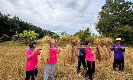 จ.หนองคาย พ่อเมืองขัวญใจชาวบ้าน ร่วม สืบสานวัฒนธรรม อนุรักษ์วิถีชาวนาไทย “รักษาลอมข้าว เฝ้ากองไฟ หาบข้าวใหญ่ ตีข้าวขึ้นเล้า” หรือกู้ข้าว