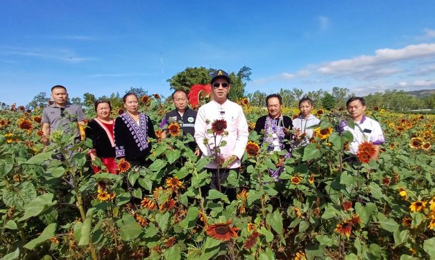 ตาก ทุ่งดอกทานตะวันสีแดง-สีเหลือง บานรับลมหนาว “ฟาร์มความสุข” ที่อำเภอพบพระ