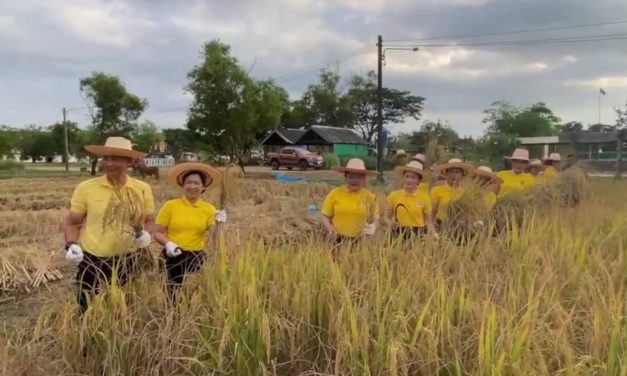 สกลนคร ทหารพันธุ์ดีสืบสานวัฒนธรรมไทย ร่วมใจลงแขกเกี่ยวข้าว  