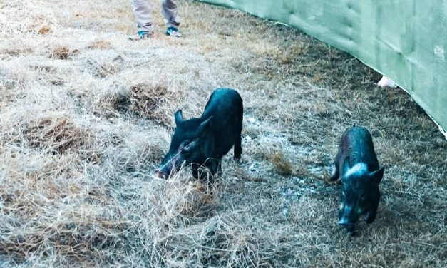 ชุมพร สร้างสีสันจับน้องหมูเด้งสร้างความสนุกสนานงานเทิดพระเกียรติฯและกาชาดจังหวัดชุมพร