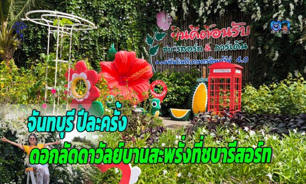 จันทบุรี ดอกลัดดาวัลย์บานสะพรั่งที่จันทบุรี เปิดให้นักท่องเที่ยวสัมผัสความงามปีละครั้ง